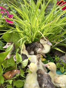 Ланьдиво - 13