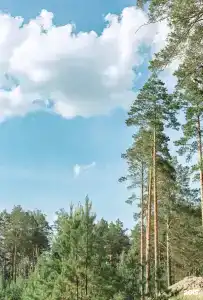 Хвойный берег - 12