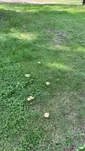 Грибная Находка - 39