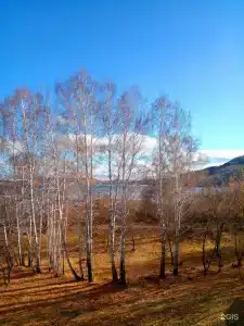 Березки - 12