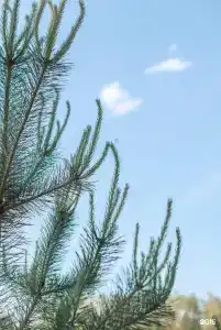 Хвойный берег - 5