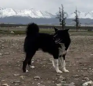 Гостевой двор на Дачной  - 51