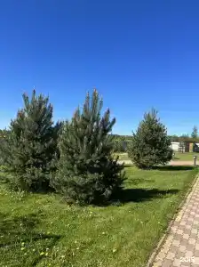 РегилеС - 3