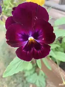 Мелодия Ольхона - 27