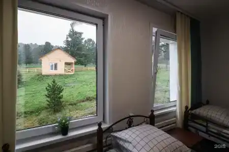 Золотой Кедр - 50