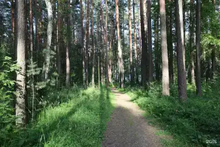 ДухЛес - 15