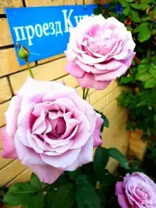 Розовый сад - 17