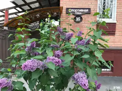 Виноград - 61