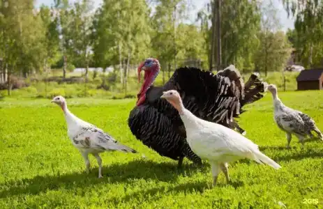Бородинское - 53