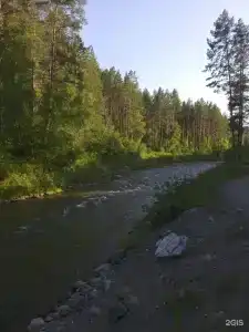 Елочки - 50