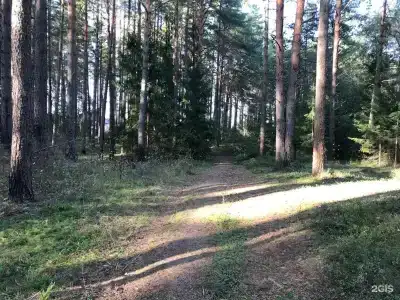 Сосны и река Волга - 33