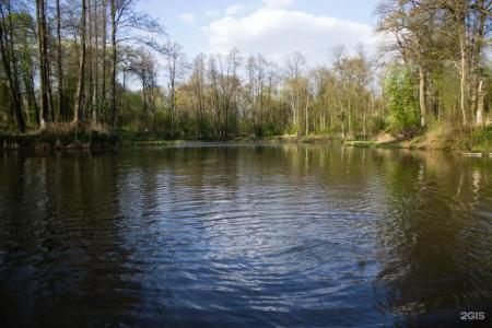 Зеленый Бор - 15