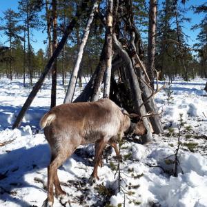 Арктик Хоум - 110