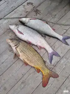 Fish Sense - 177