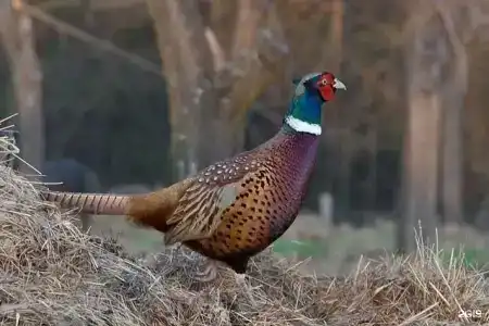 Сафари Парк - 56