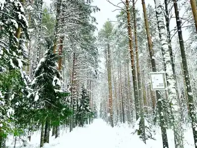 Ува - 19
