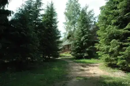 Шишки - 41