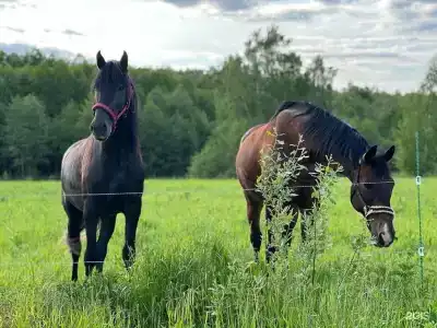 Гастроранчо Хэппи Фарм  - 40