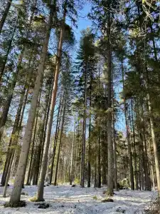 Луми - 37