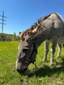 Заокские поля - 111