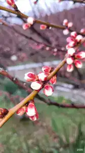 Звёздный - 49