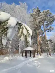 В ритме леса - 4