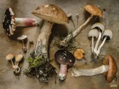 Грибная Находка - 30