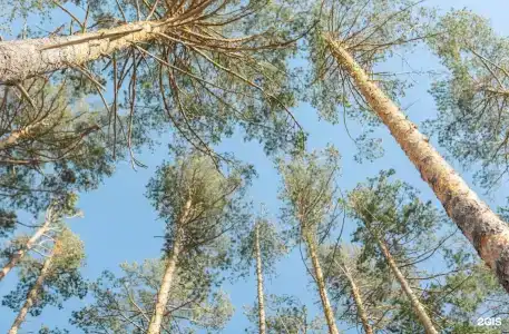 Хвойный берег - 13