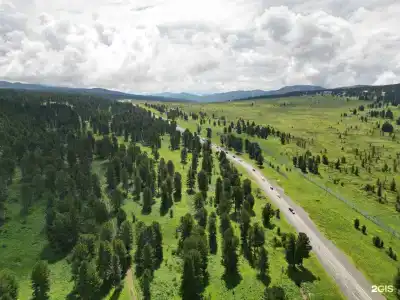 Золотой Кедр - 24