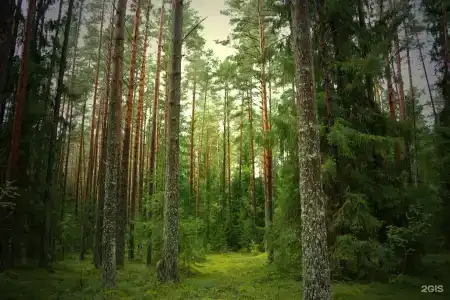 Глэмпинг Лосиный Ключ - 20
