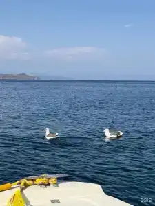 Красный кот - 85