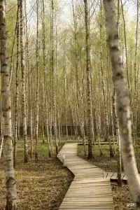 Дыши лесом - 14
