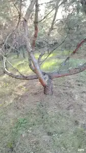 КондурЧан - 12