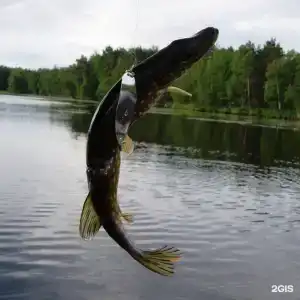 Розендорф - 101
