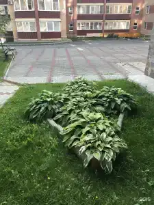 4 апельсина - 21