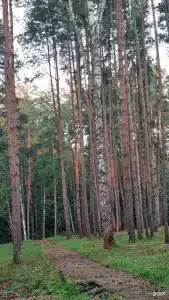 Звезда - 14