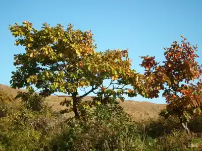 Дом Гружевских - 66