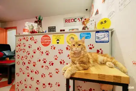 Red Cat - 17
