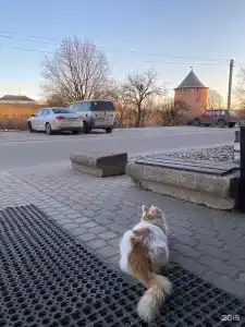 Три кота - 87