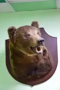 Лесотель - 52