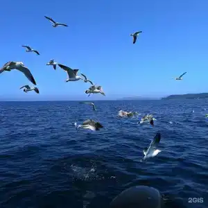 Красный кот - 34