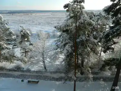 Сосны - 98