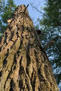 Глэмпинг Благолэнд - 26