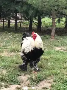 Усадьба Долгорукий - 130