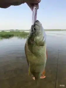 Икра - 25