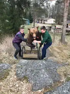 Янисъярви - 75