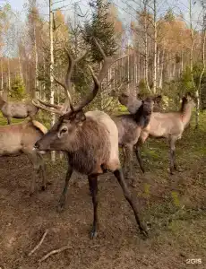 Халамеево - 0