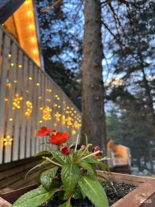 Kogutai Wood Cabin - 56
