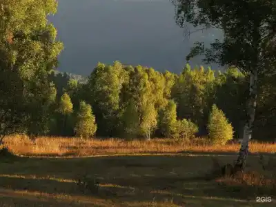 Медуница - 18