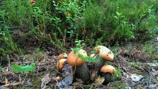 Ветреный Пояс - 54